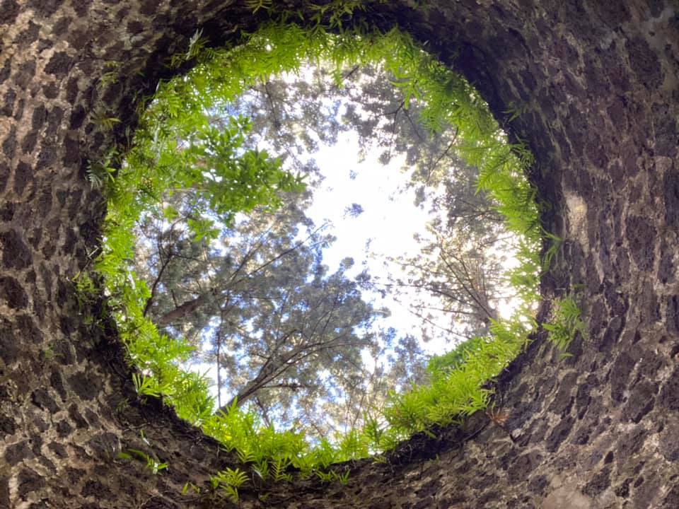 L'Éden oublié : À la découverte du joyau forestier de Bras-d'Eau